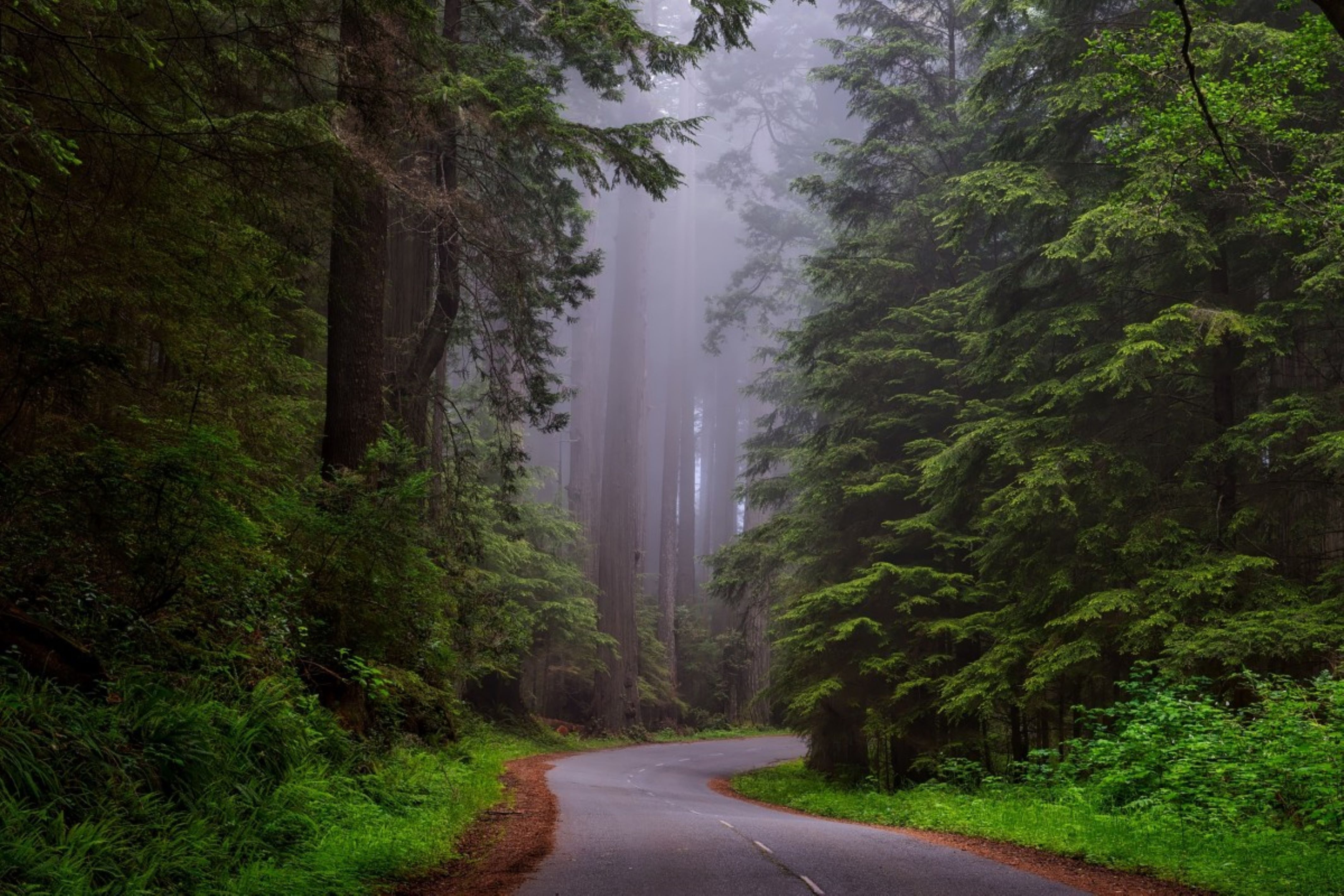 bosco con nebbia